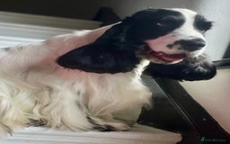 Cocker Spaniel dogs for stud: Unproven stud for free trial - Image 1