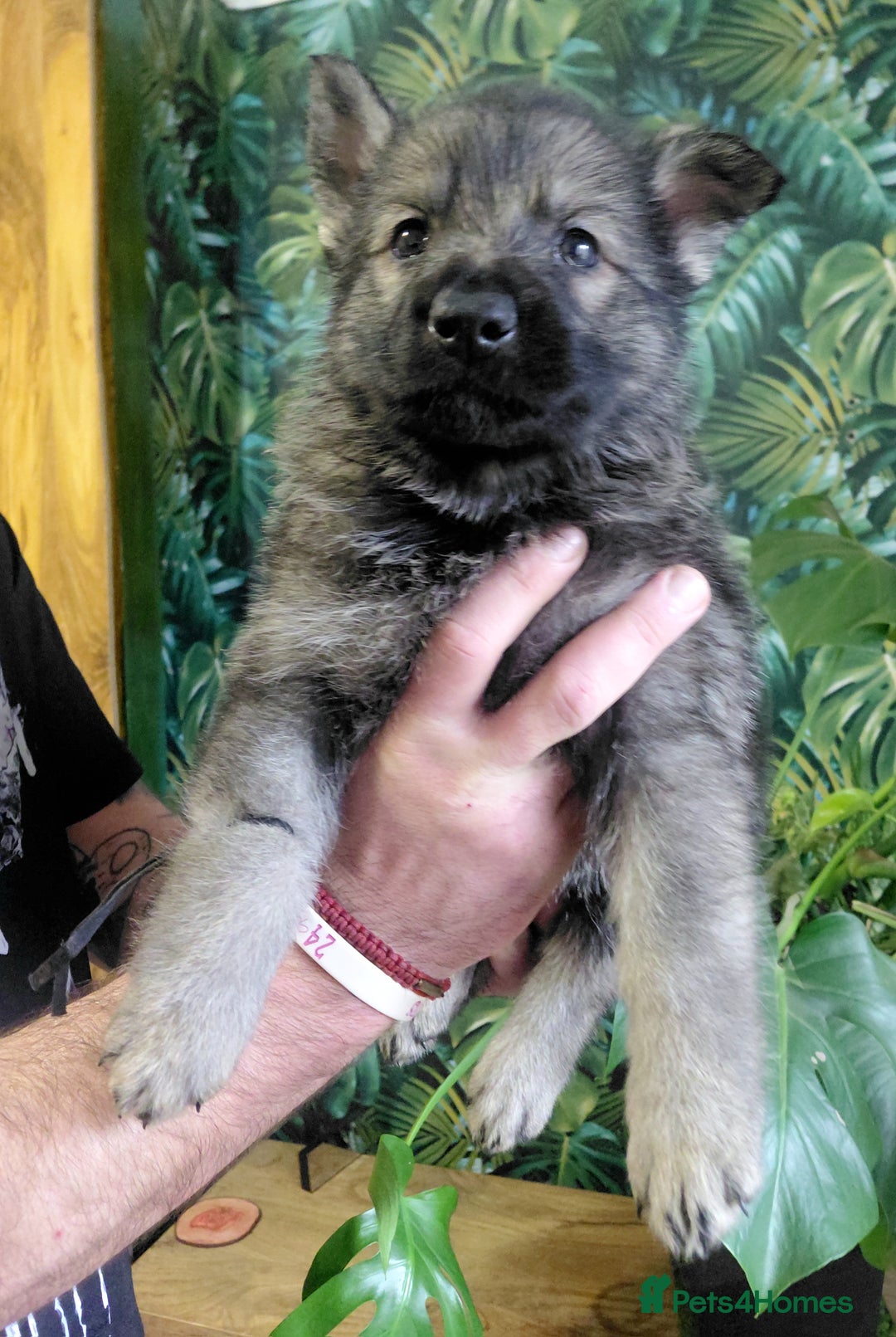 German Shepherd dogs for sale: German shepherd puppies - Advert 16