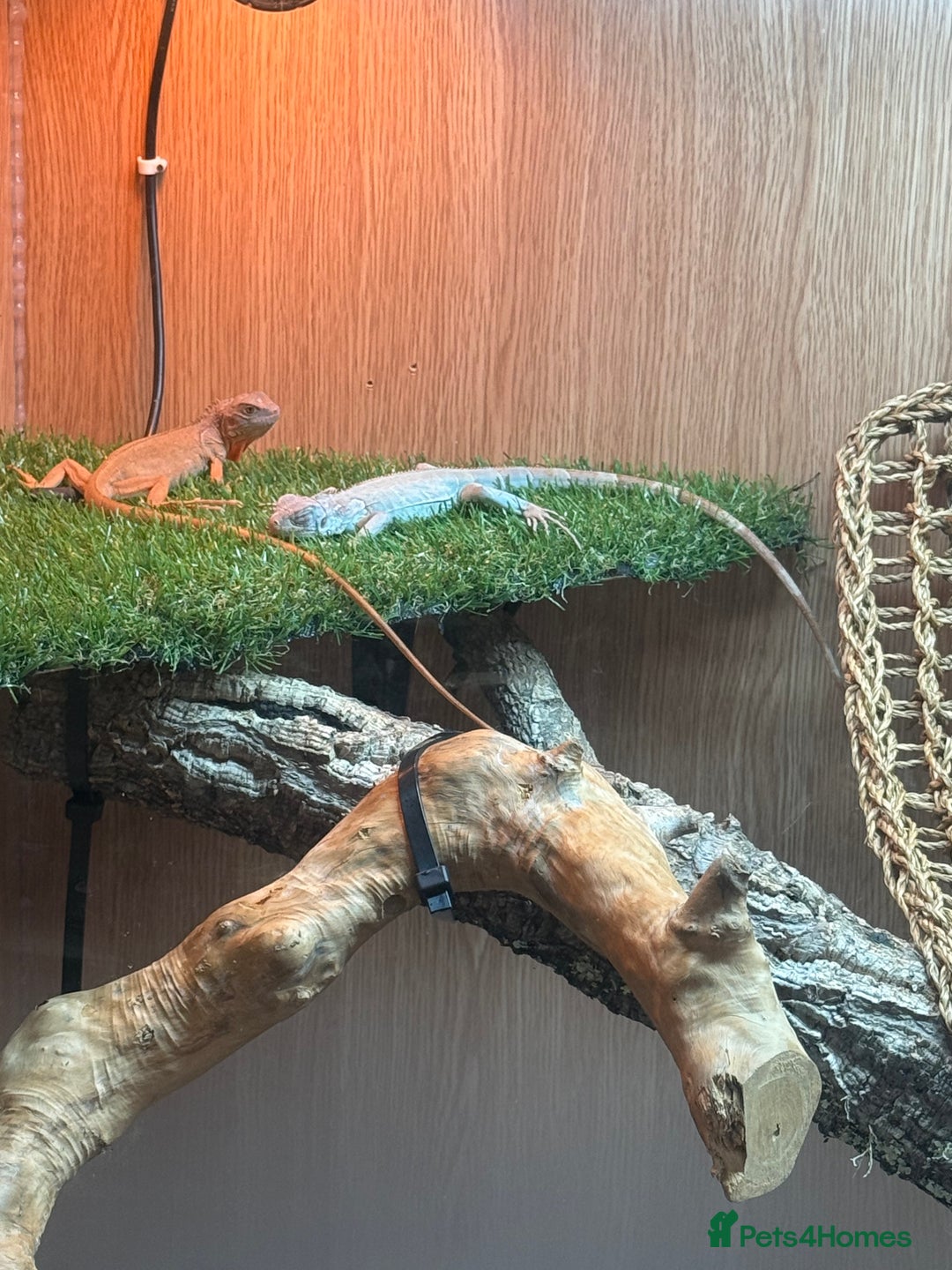 Iguana reptiles for sale: Orange zero iguana  - Image 2