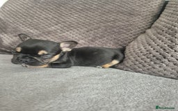 French Bulldog dogs for sale: Stunning French bulldog puppies 5 boys 2 girls  - Image 10