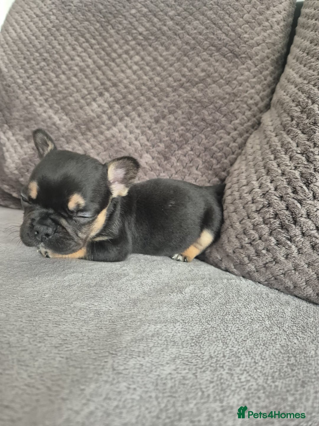 French Bulldog dogs for sale: Stunning French bulldog puppies 5 boys 2 girls  - Image 10