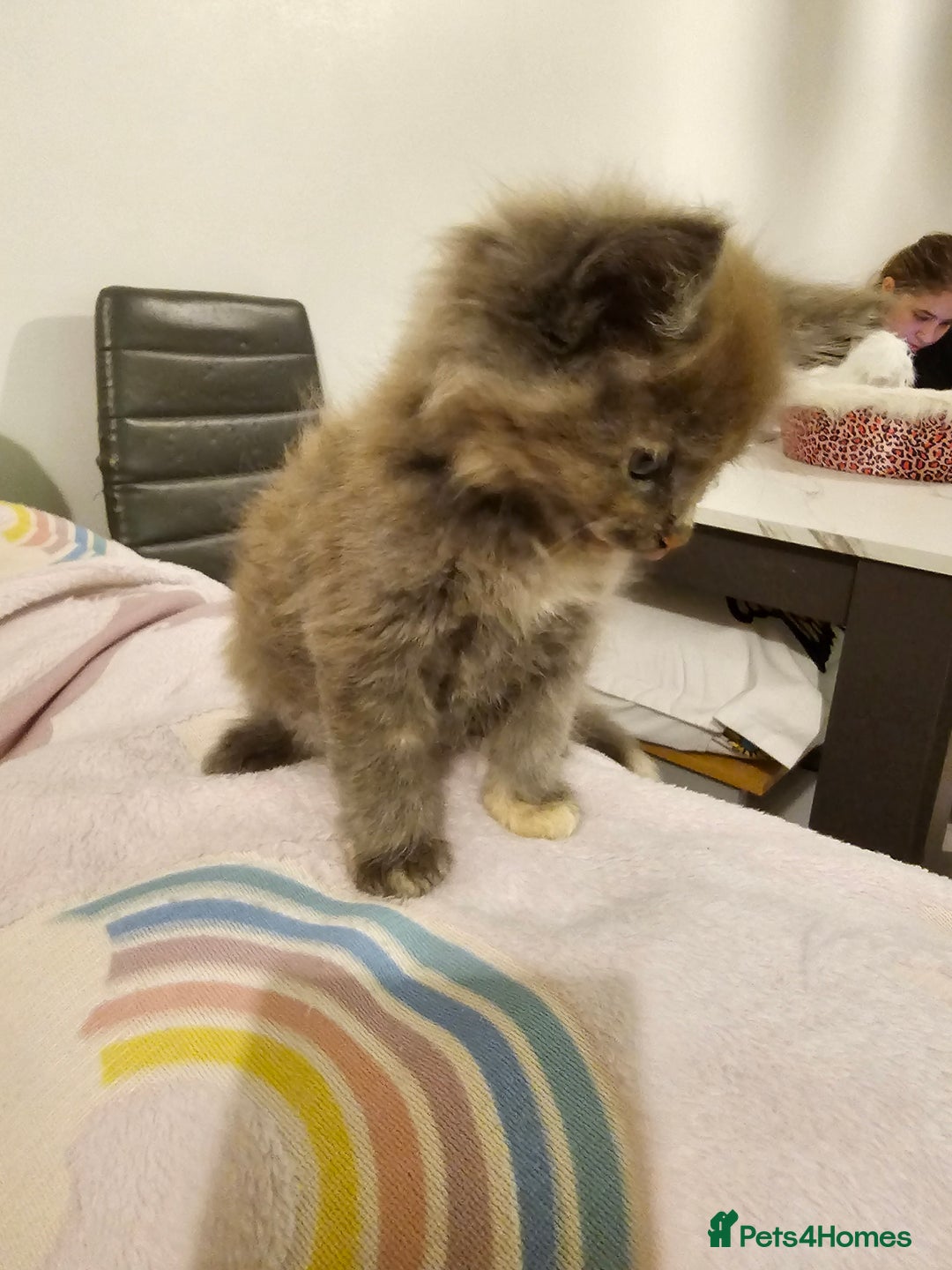 Maine Coon cats for sale: Maine Coon Pure Bread  - Image 4