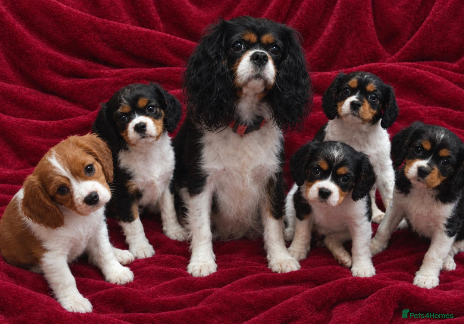 Cavalier King Charles Spaniel dogs Cavalier King Charles Spaniels  - Advert 14