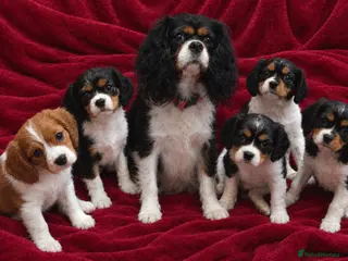 Cavalier King Charles Spaniel dogs Cavalier King Charles Spaniels - Advert 14