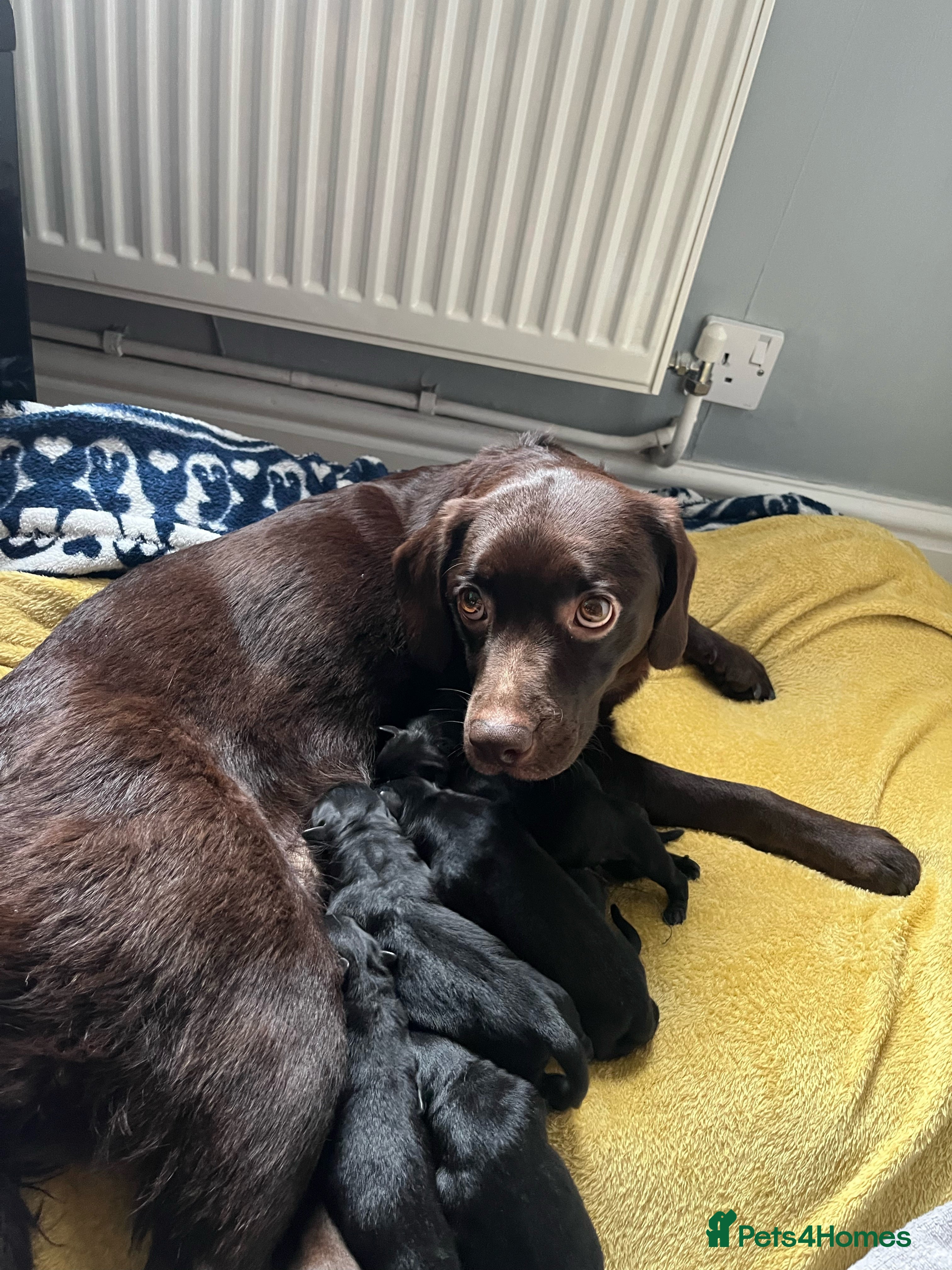 Mixed Breed dogs 8 beautiful puppies for sale - Advert 7