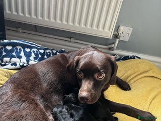 Mixed Breed dogs 8 beautiful puppies for sale - Advert 18