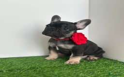 French Bulldog dogs for sale: 5 French bulldog puppy’s  - Image 10