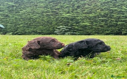 Cockapoo dogs for sale: F1 Cockapoo pups - Image 6