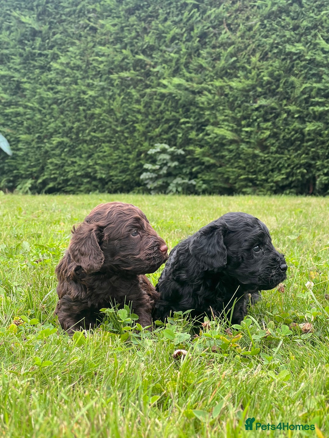 Cockapoo dogs for sale: F1 Cockapoo pups - Image 6