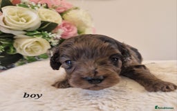 Doxiepoo dogs for sale: Daxipoo  - Image 8