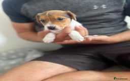 Jack Russell dogs for sale: 4 beautiful healthy jack Russel puppies  - Image 11
