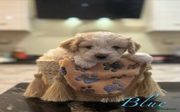 Mixed Breed dogs for sale: Peke-a-Chon puppies 🐶  - Image 8