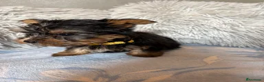 Yorkshire Terrier 3