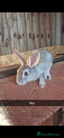 Lionhead rabbits - Advert 2