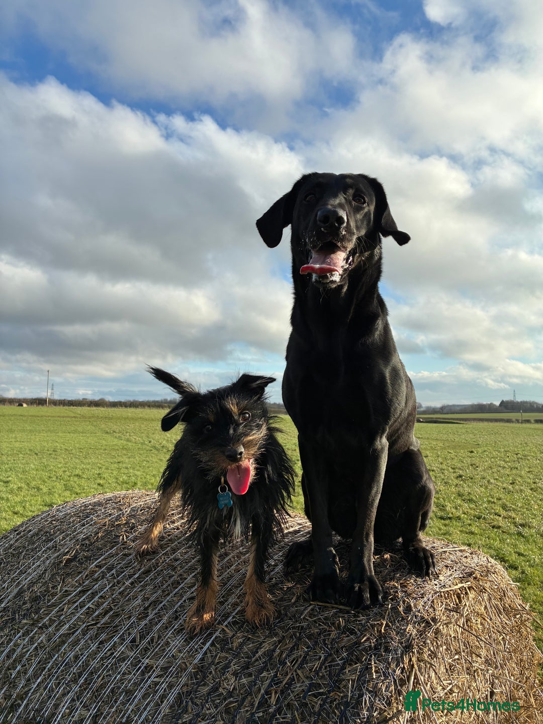 Labrador Retriever dogs for sale: Beautiful black lab for rehoming - Advert 3
