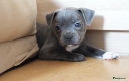 Staffordshire Bull Terrier dogs for sale: Beautiful staffy puppies - Image 9