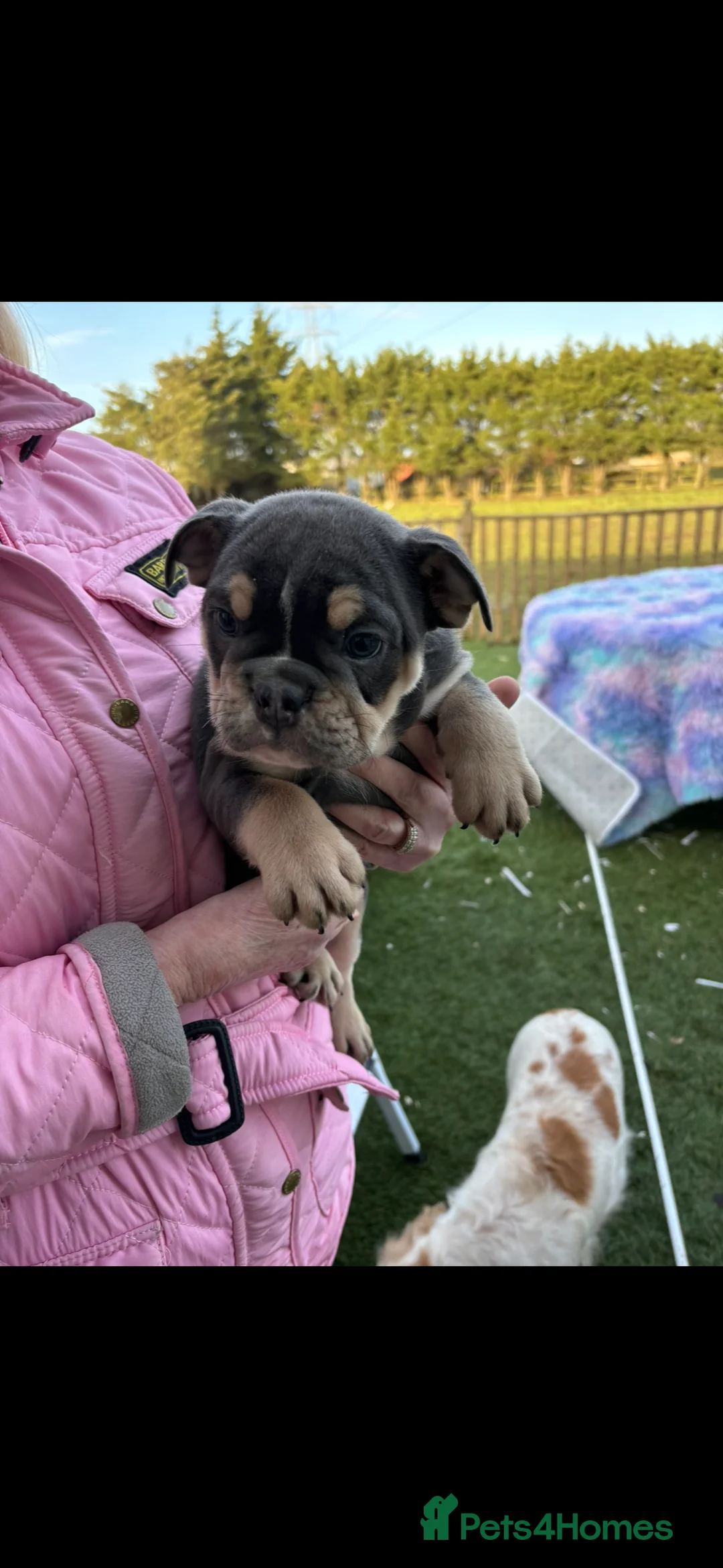 English Bulldog dogs for sale: English bulldog  - Advert 14