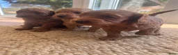 Cockapoo dogs for sale: Outstanding cockapoo puppies  - Advert 15
