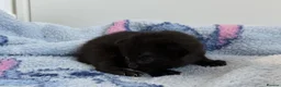 Mixed Breed cats for sale: 7 Long Haired Black Kittens - Advert 20