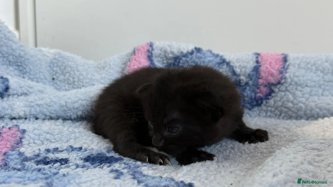 Mixed Breed cats for sale: 7 Long Haired Black Kittens - Advert 20