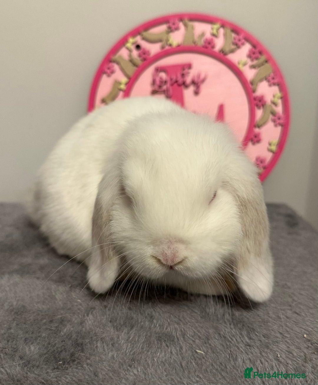 Mini Lop rabbits for sale: Purebred Minilops - Image 6