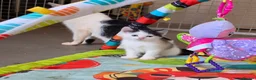 Mixed Breed cats for sale: Adorable Kittens Ready for their forever Homes - Advert 17