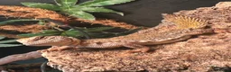 Lizard reptiles for sale: Moroccan Uromastyx lizard with full set up  - Advert 2