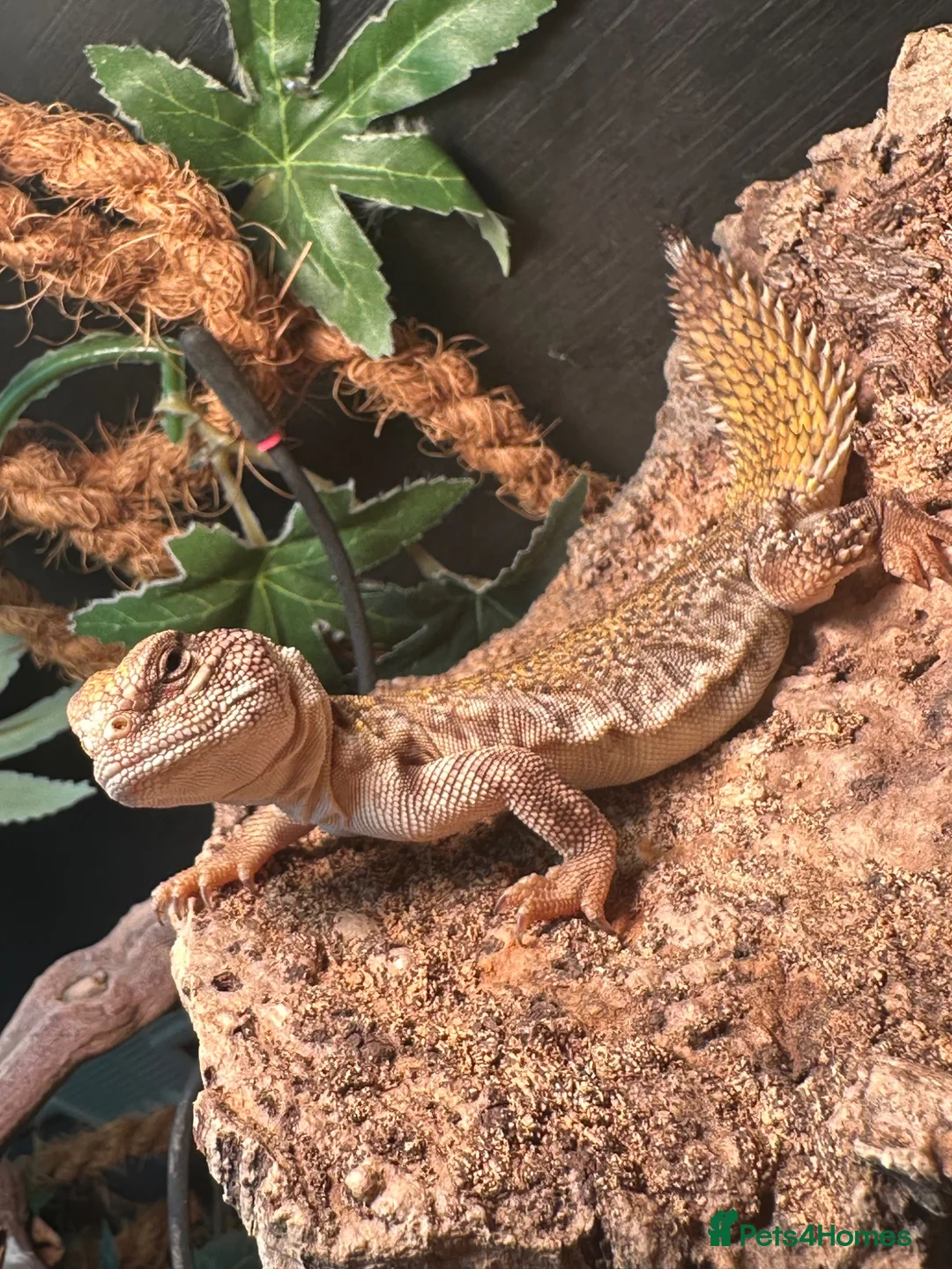 Lizard reptiles for sale: Moroccan Uromastyx lizard with full set up  - Advert 2