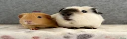 Guinea Pig rodents for sale: Californian & Golden young boars - Advert 1