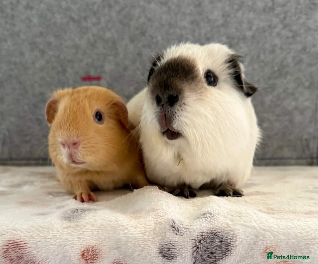 Guinea Pig rodents for sale: Californian & Golden young boars - Advert 1
