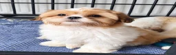 Shih Tzu dogs for sale: Little girl! - Advert 7