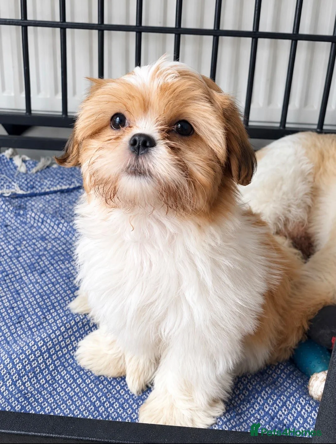 Shih Tzu dogs for sale: Little girl! - Advert 7