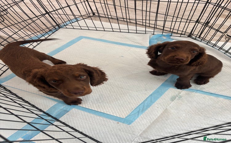 Cocker Spaniel dogs in Bury Saint Edmunds - Advert 6