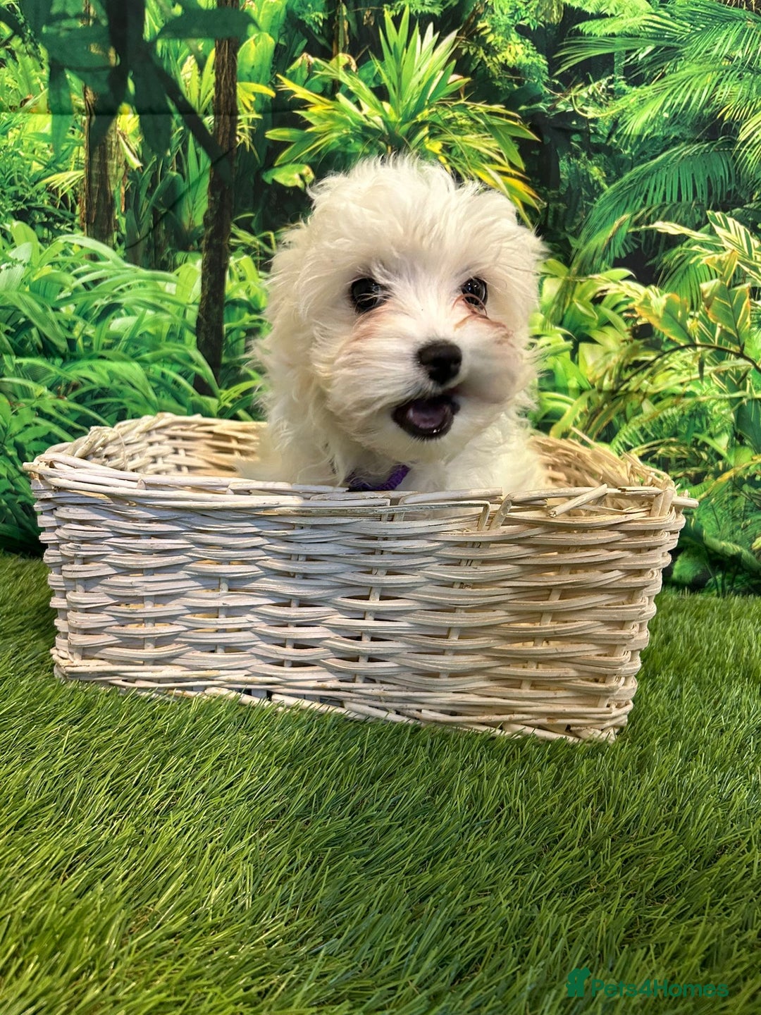 Maltese dogs for sale: Bichon Maltese looking for a new home - Advert 4