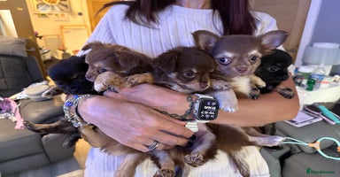 Chihuahua dogs - Advert 8