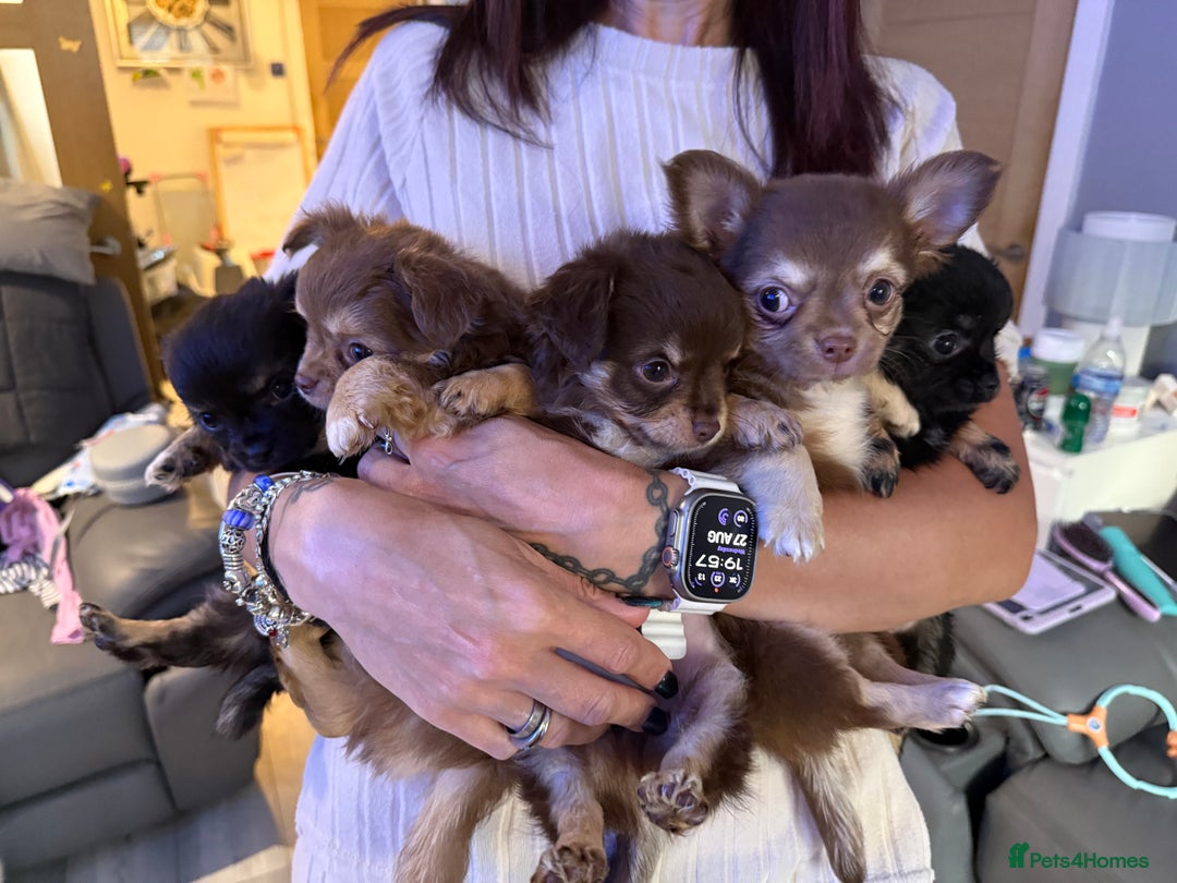 Chihuahua dogs for sale: Stunning litter of 5 long coat chihuahuas - Image 2