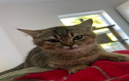 British Shorthair cats for sale: British shorthair - Image 4