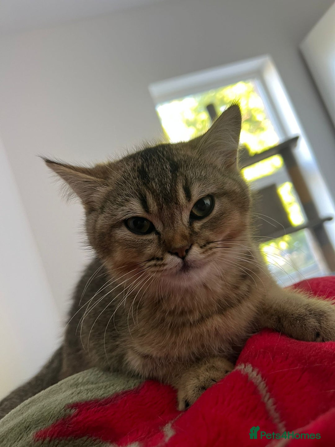British Shorthair cats for sale: British shorthair - Image 4