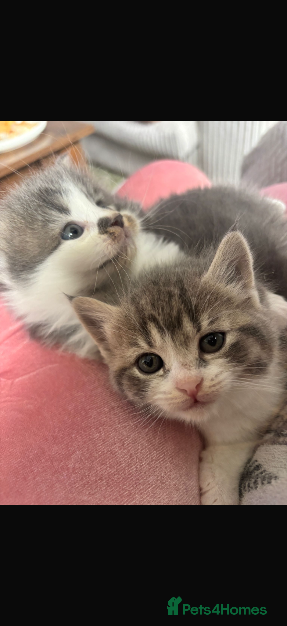 British Shorthair cats Beautiful grey kittens - Advert 1