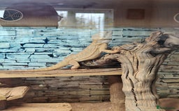 Bearded Dragon reptiles for sale: Bearded dragon - Image 5