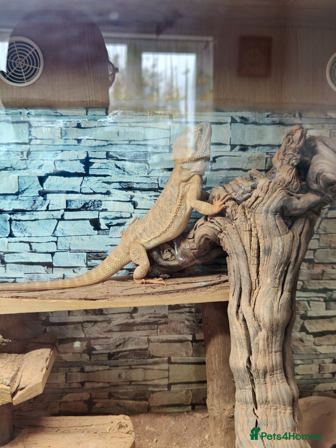 Bearded Dragon reptiles for sale: Bearded dragon - Image 5