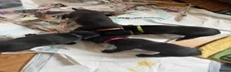 Labrador Retriever dogs for sale: Two Black KC Reg Labrador bitches from litter  in Yelverton - Advert 6