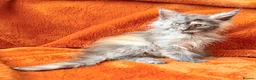 Maine Coon cats for sale: Maine coon kittens READY NOW  - Advert 8