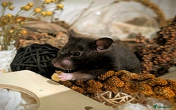 Hamster rodents for sale: Adorable Female Syrian Hamster for Adoption  - Image 5
