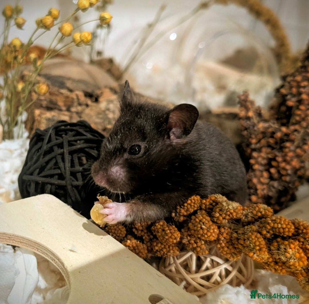 Hamster rodents for sale: Adorable Female Syrian Hamster for Adoption  - Image 5