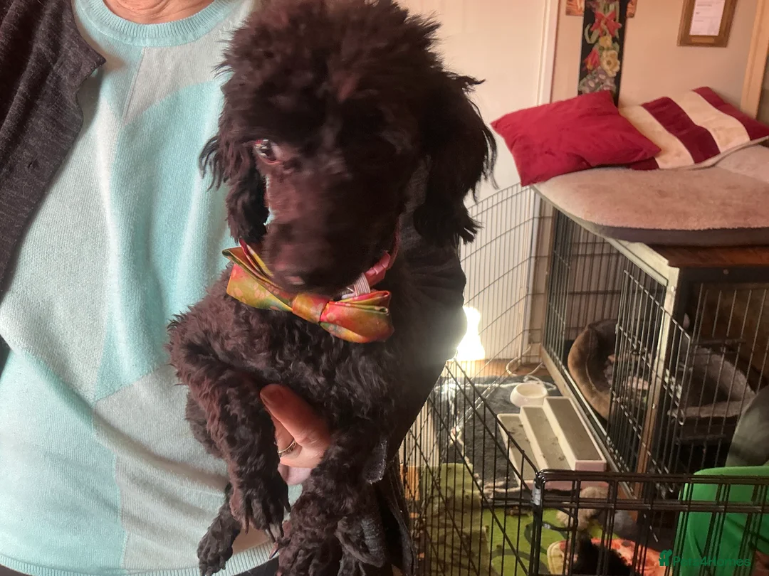 Toy Poodle dogs for sale: toy poodles - Advert 1