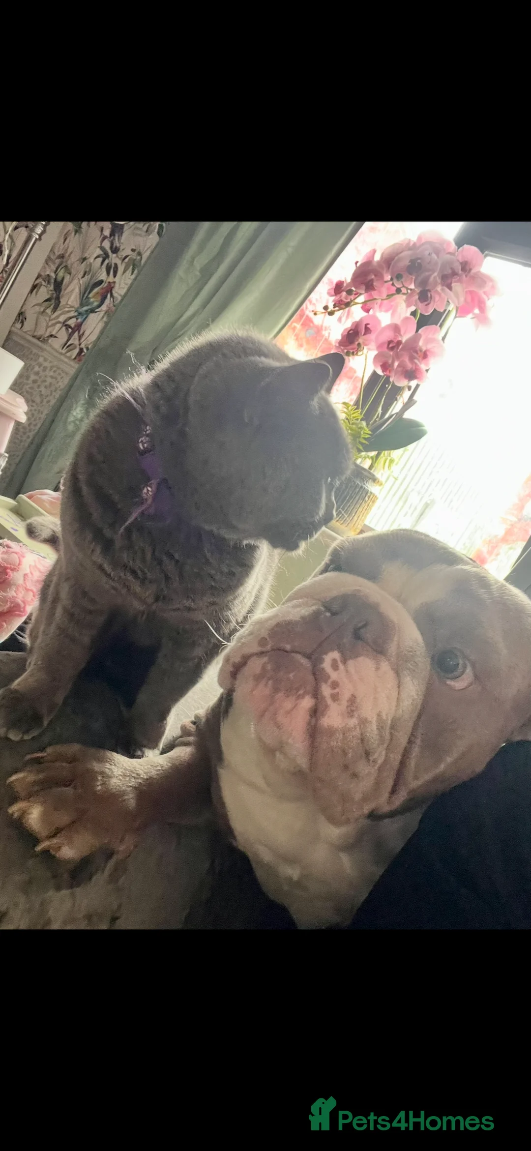 English Bulldog dogs for sale: Male British English bulldog  - Advert 4