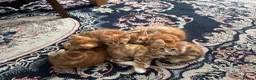 Mixed Breed cats for sale: Ginger Kittens Very Cute - Advert 14