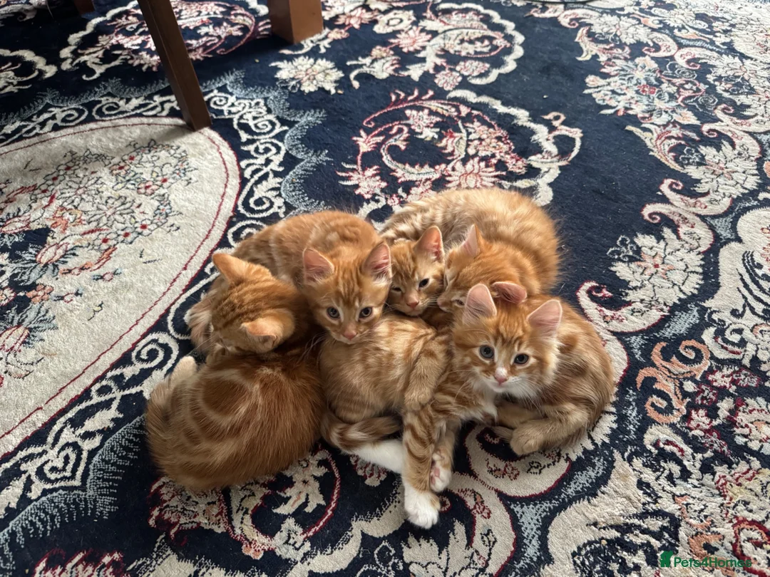 Mixed Breed cats for sale: Ginger Kittens Very Cute - Advert 14