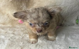Chihuahua dogs for sale: Chihuahua long coat. Marble  - Image 16